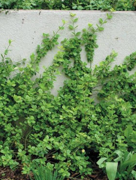 Trzmielina Fortune'a 'Vegetus'