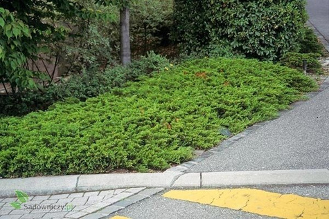 Jałowiec sabiński Tamariscifolia (C2)