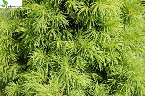 Świerk biały Alberta Globe (C2)