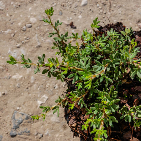 Pięciornik krzewiasty 'Bella Bianca' (C2)