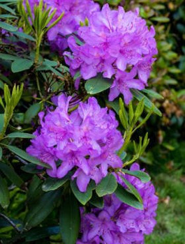 Rododendron różanecznik fioletowy (C2)