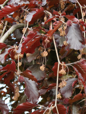 Buk pospolity zwyczajny Purpurea Pendula (C2)