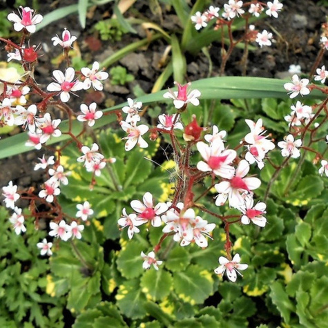 Skalnica cienista Variegata