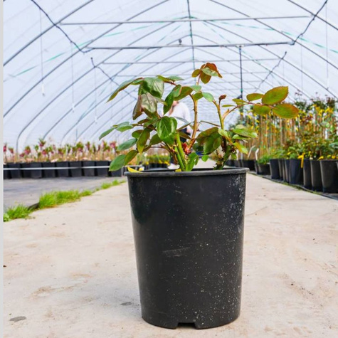 Róża Castle® Segovia (C2)