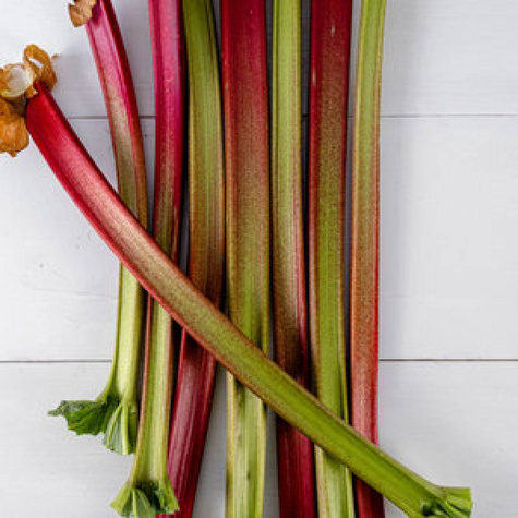 Rabarbar Red Champagne kłącze