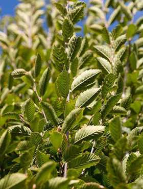 Grab pospolity obw. 8-10 cm