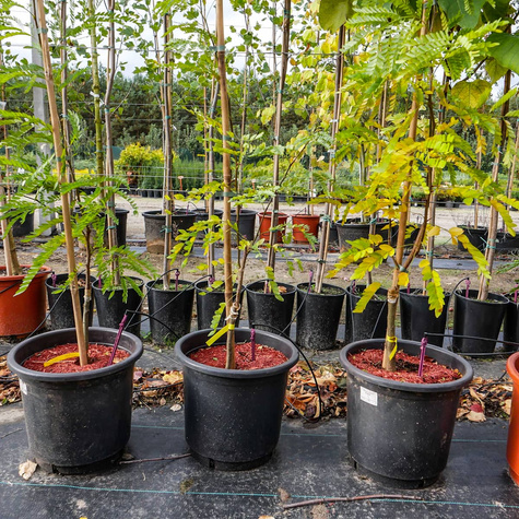 Glediczja trójcierniowa Iglicznia trójcierniowa