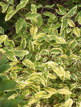 Śnieguliczka koralowa 'Foliis Variegatis' (C2)