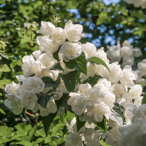 Jaśminowiec Bouqet Blanc subtelny zapach (C2)