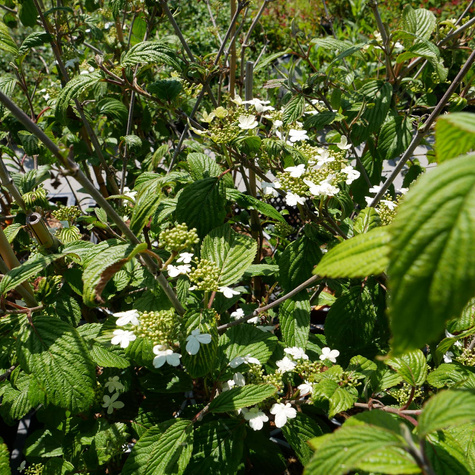 Kalina japońska Kilimandjaro (C2)