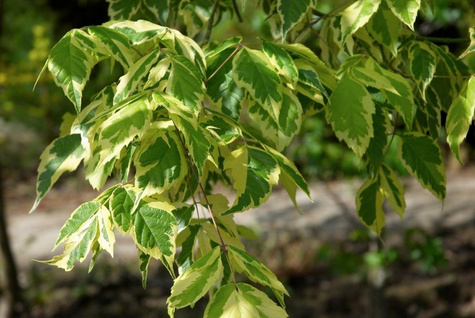 Klon jesionolistny Aureovariegatum (Pa 120/160, obw. 8/16cm, H-200/300)