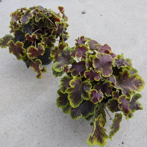 Żuraweczka Solar Eclipse - (C2)