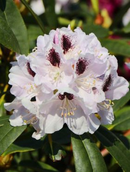Rododendron Calsap (C2)