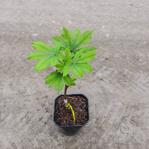 Kasztanowiec Piramide szczepiony PA