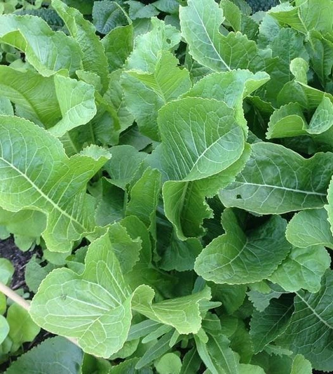 Chrzan Biały ostry duński (C2)