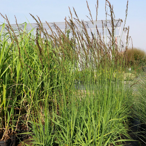 Trzęślica trzcinowata Black Arrows