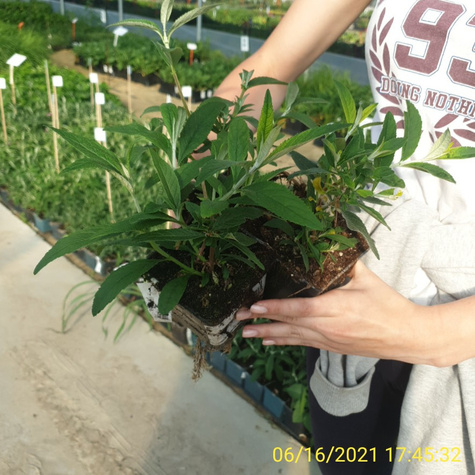 Budleja Dawida Pink Cascade (C2)