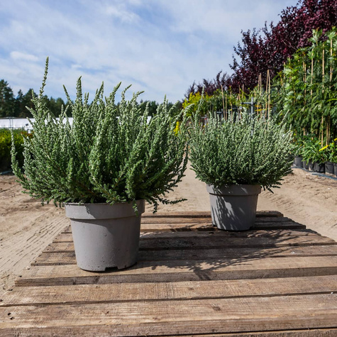 Wrzos pospolity biały kwiat liście srebrno-zielone sadzonki