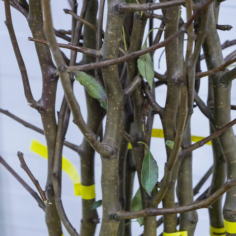 Grusza Lukasówka odporna PLANT PACK