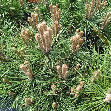 Sosna gęstokwiatowa Pendwick NP