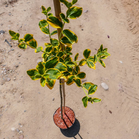 Trzmielina Fortune'a Emerald Gold Pienna (C2)