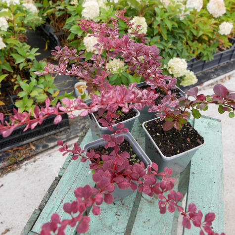 Berberys thunberga Rosetta (P9)