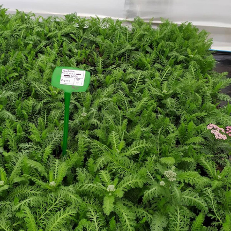 Krwawnik ogrodowy Milly Rock Rose