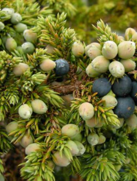 Jałowiec płożący Saxatillis