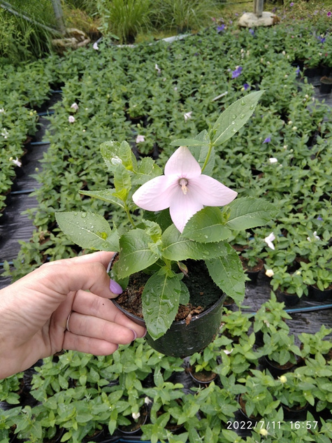 Rozwar wielkokwiatowy różowy SADZONKA