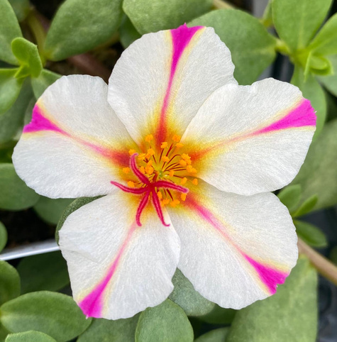 Portulaka zwisająca biało-purpurowa