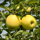Jabłoń Golden Delicious w doniczce C2