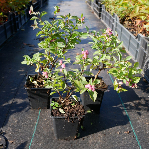 Śnieguliczka koralowa (C2)