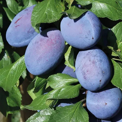 Śliwa Nie-Robaczywka Plant Pack