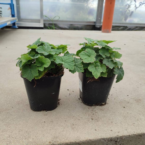 Tiarella sercolistna (C2)