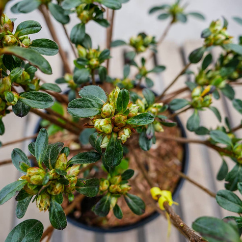 Azalia japońska Kermesina Rosé (C2)