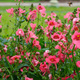 Diascia Ruby Field (C2)
