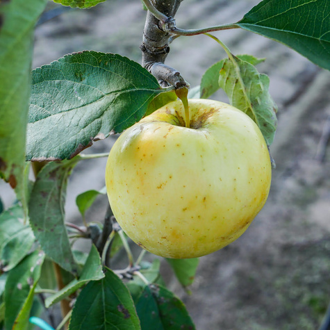 Jabłoń Oliwka Żółta (Papierówka) w doniczce (C2)