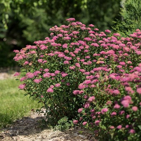 Tawuła japońska 'Zigeunerblut' (C2)