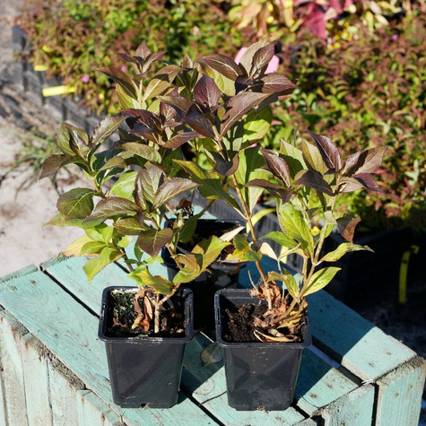 Krzewuszka cudowna Tango (P9)