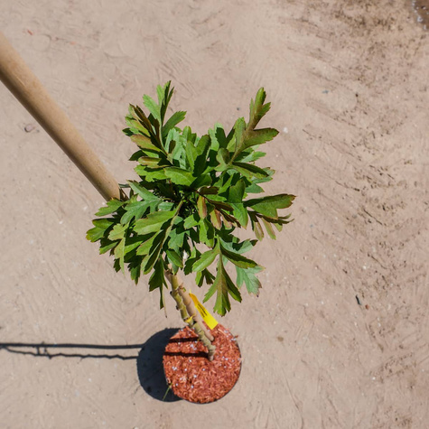 Głóg kulisty jednoszyjkowy szczepiony