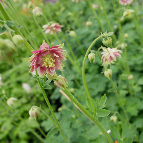 Orlik pospolity Nora Barlow (C2)