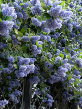 Prusznik drzewiasty TREWITHEN BLUE (P9)