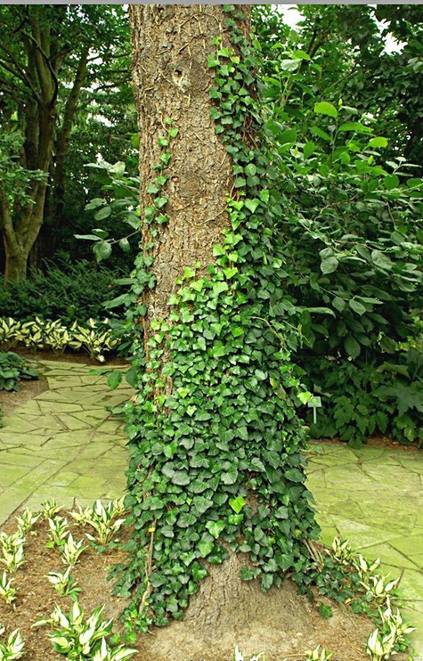 Bluszcz pospolity Hedera Helix