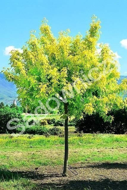 Klon jesionolistny Odessanum szczepiony na pniu h 200-250cm