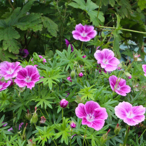 Bodziszek czerwony Elke (C2)