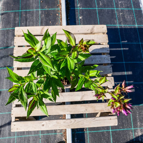 Płomyk wiechowaty Floks Purple Kiss (C2)