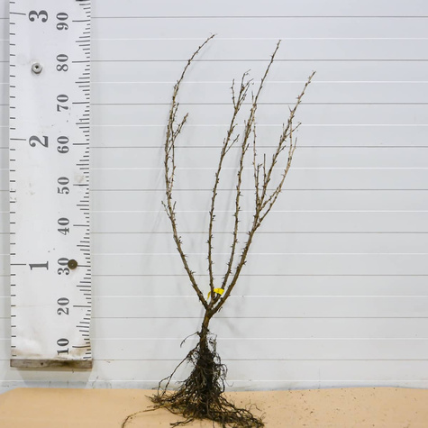 Agrest czerwony Niesłuchowski Plant Pack