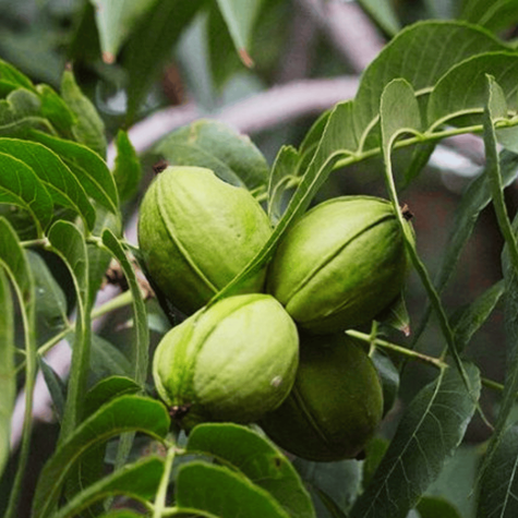Orzesznik jadalny Orzech pekan (C2)