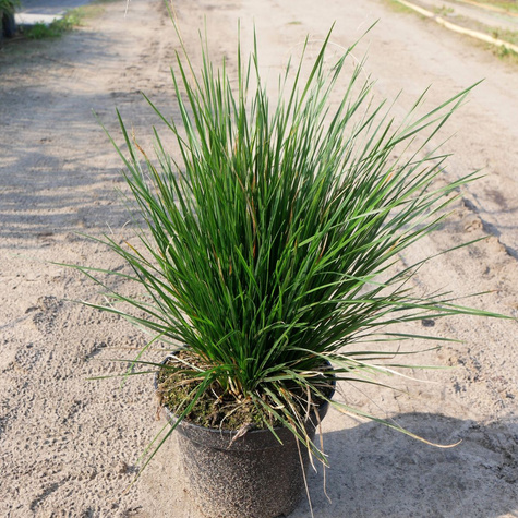 Śmiałek darniowy Schottland (C2)