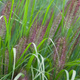 Pennisetum alopecuroides, Rozplenica japońska, Piórkówka 'Red Head'